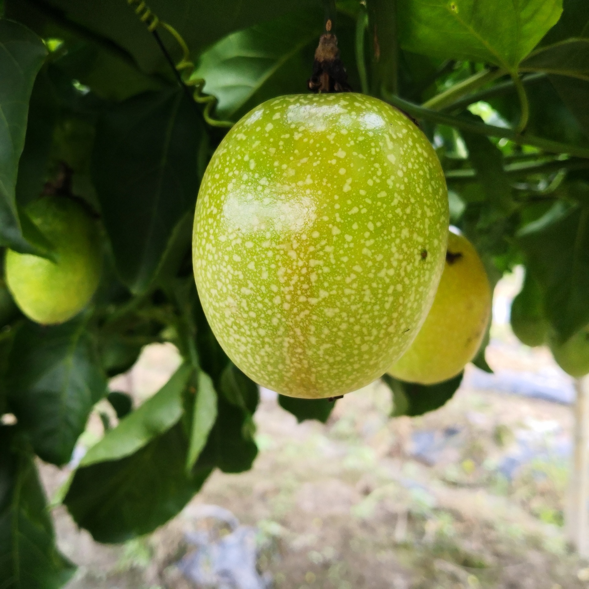 黄金百香果-蜜味2号