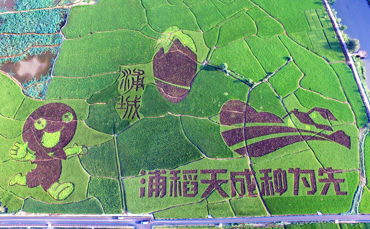 福建彩色水稻田间绘画让中华文明植根沃土