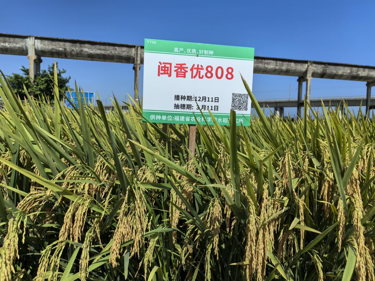 水稻所召开南繁育种现场观摩与交流会