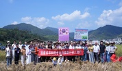 相约平和芦溪见证紫米丰收 共赏田园盛景赋能乡村振兴