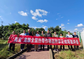 高多糖优质大果杂交龙眼“高宝”通过全国热带作物品种审定现场鉴评